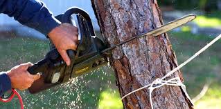 Best Tree Mulching  in Iona, ID