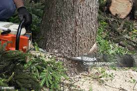 Best Storm Damage Tree Cleanup  in Iona, ID
