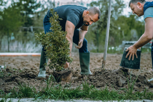 How Our Tree Care Process Works  in  Iona, ID