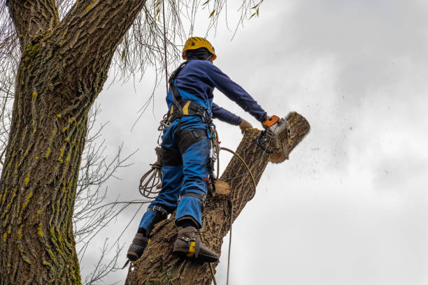 Best Stump Grinding and Removal  in Iona, ID